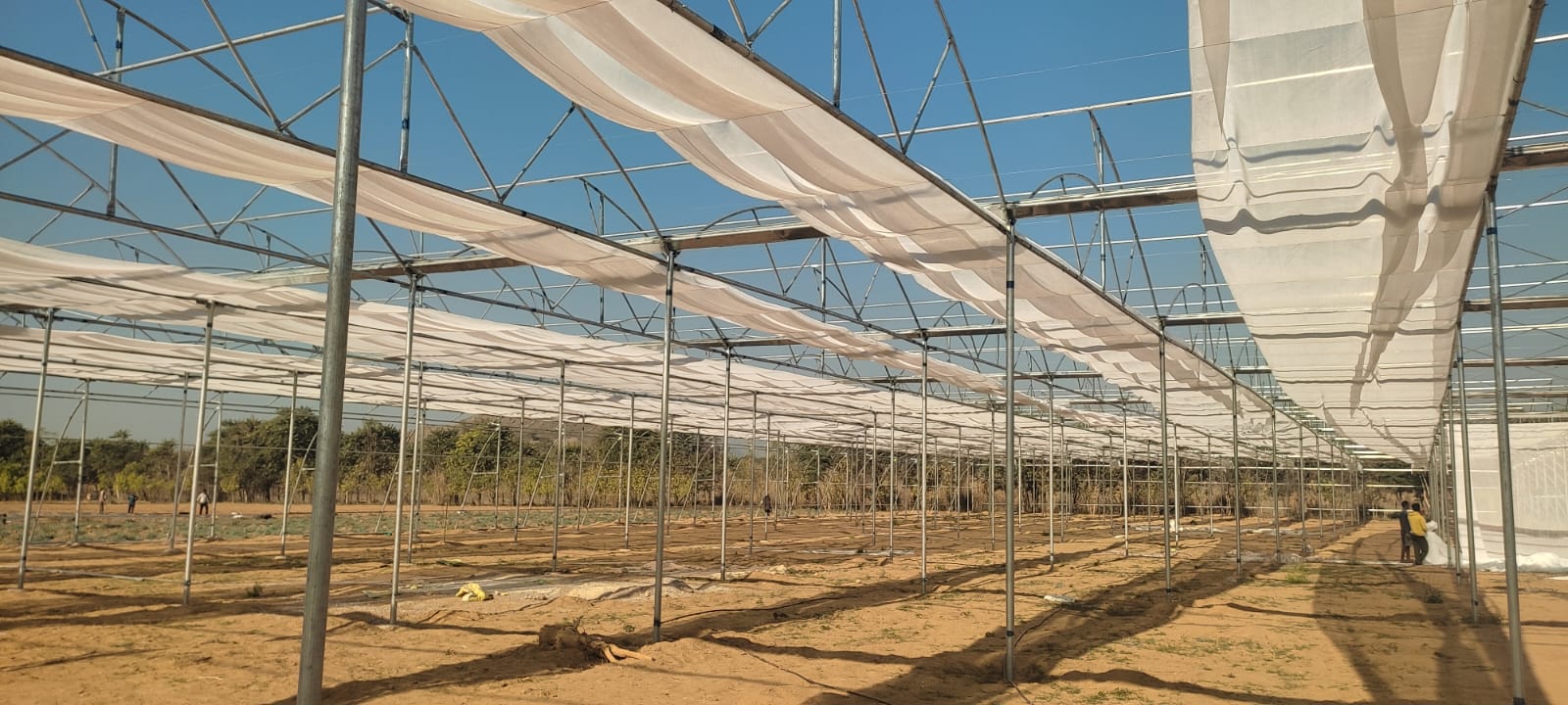 Greenhouse Project 39